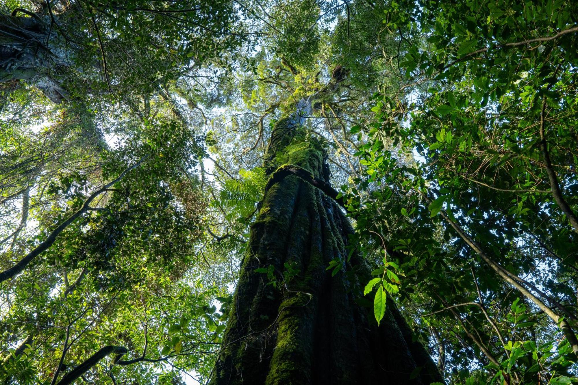 Koora Monteverde A Cloud Forest Hotel By Sandglass Exterior foto